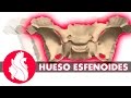 [3D] Osteología craneal - Esfenoides