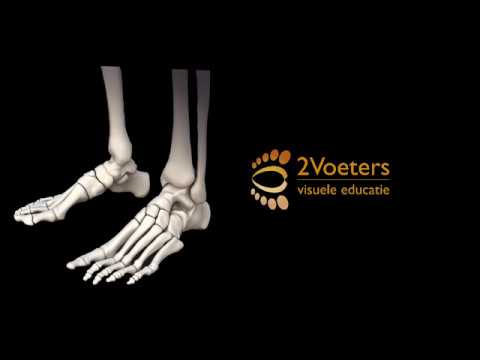 Video: Voetspieren Anatomie, Functie En Diagram - Lichaamskaarten