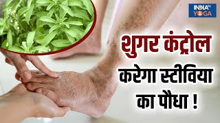 Stevia Plant Benefits: Blood Sugar कंट्रोल करेगा स्टीविया का पौधा, Gas और Acidity भी होगी दूर !