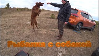 ОСЕННЯЯ РЫБАЛКА НА СПИННИНГ / Рыбалка с собакой :)