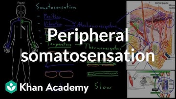 Peripheral somatosensation | Organ Systems | MCAT | Khan Academy