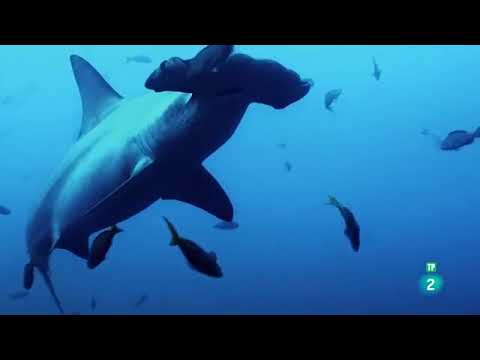 Video: El fascinante mundo submarino de los océanos