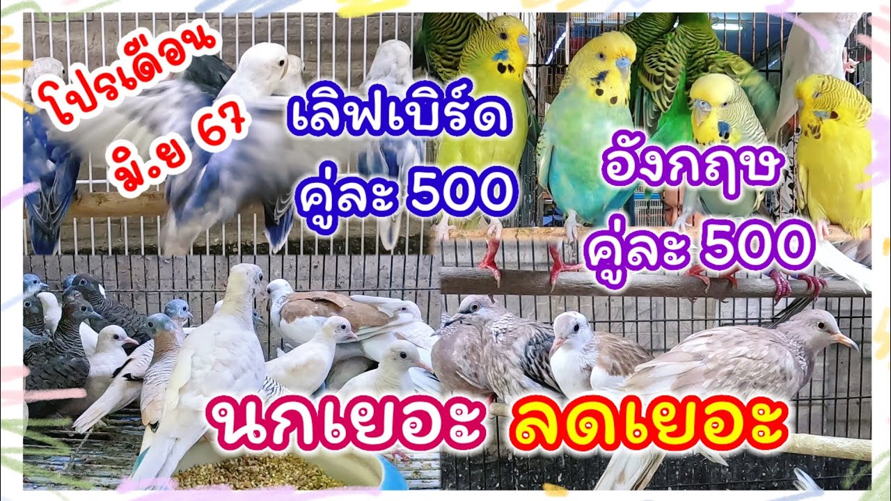 อัปเดตราคานก นกเยอะ ลดเยอะ เลิฟเบิร์ด หงส์หยกอังกฤษ คู่ละ 500 จตุจักร ร้านพี่กุ้ง