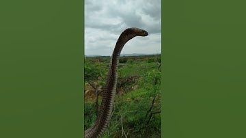 While Releasing Snake Directly Came Out From The Jar ?