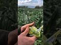 Il Cuore d'Oro dell'Egeo: Carciofo Sakız 🌿✨ #Agricoltura #ASMR