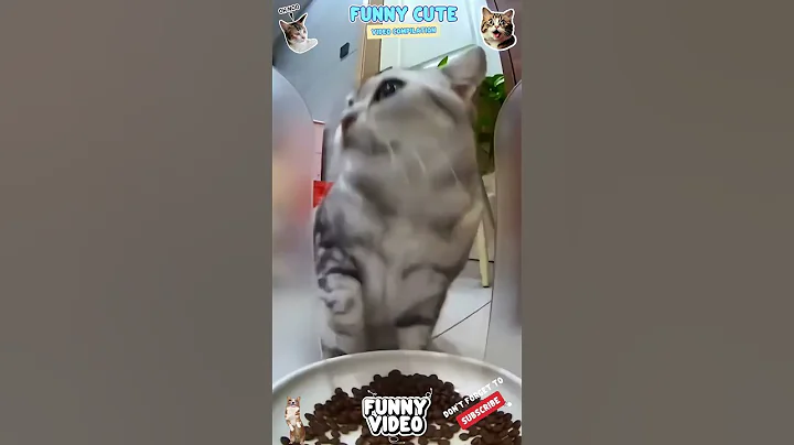 Video 7698731: cats catlover cute funny, catlover funny laugh