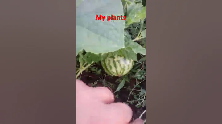 watermelon farm