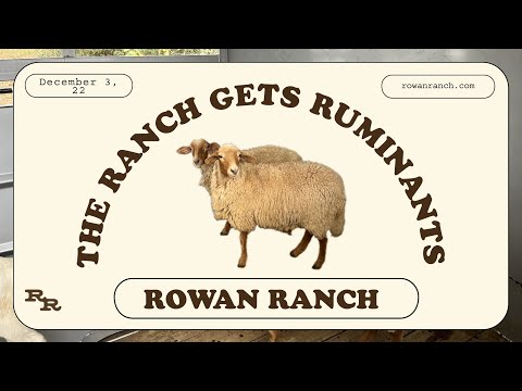 The Ranch gets Ruminants