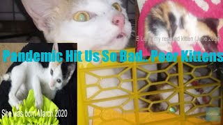 Indoor Cat Becomes Outdoor Cats by Cat Covid Un 31 views 2 years ago 3 minutes, 39 seconds