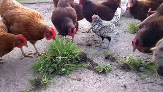 Fresh Greens for the Girls | Chicken Breeding Pen by Sarina Maynor 687 views 9 years ago 46 seconds