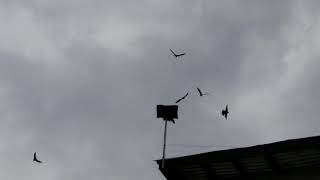 Download Lagu Tes SP abal-abal produk abal-abal MP3