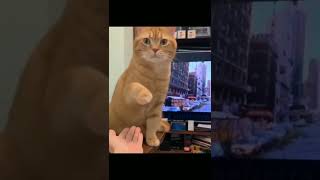 #AWW - Funny Cat GIFs  | #Trending Shorts | #Shorts | #Swag |