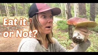 Mountain Mushroom Foraging King Bolete!