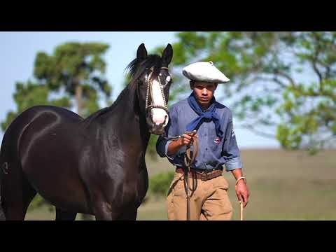 Lote 05 - Basca Galopera