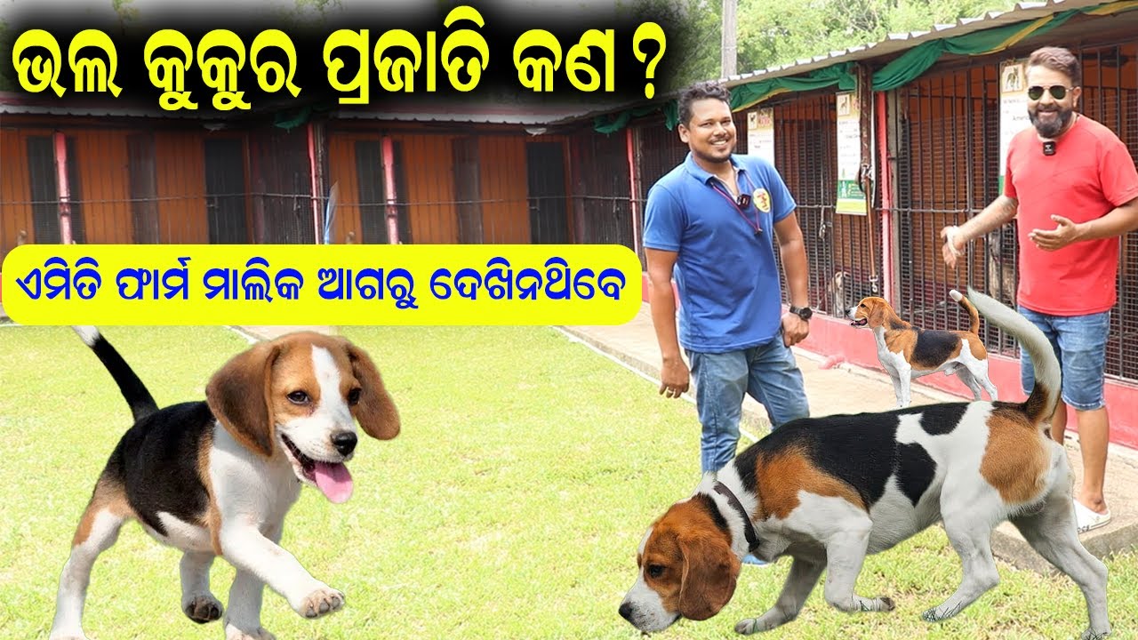 ଓଡ଼ିଶାରେ ଭଲ କୁକୁର ପ୍ରଜାତି Best Dog Breed in Odisha. YouTube