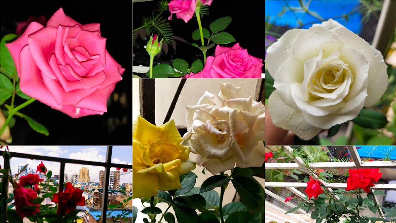 How to grow roses in shade grow rose as indoor plant Rose care YouTube
