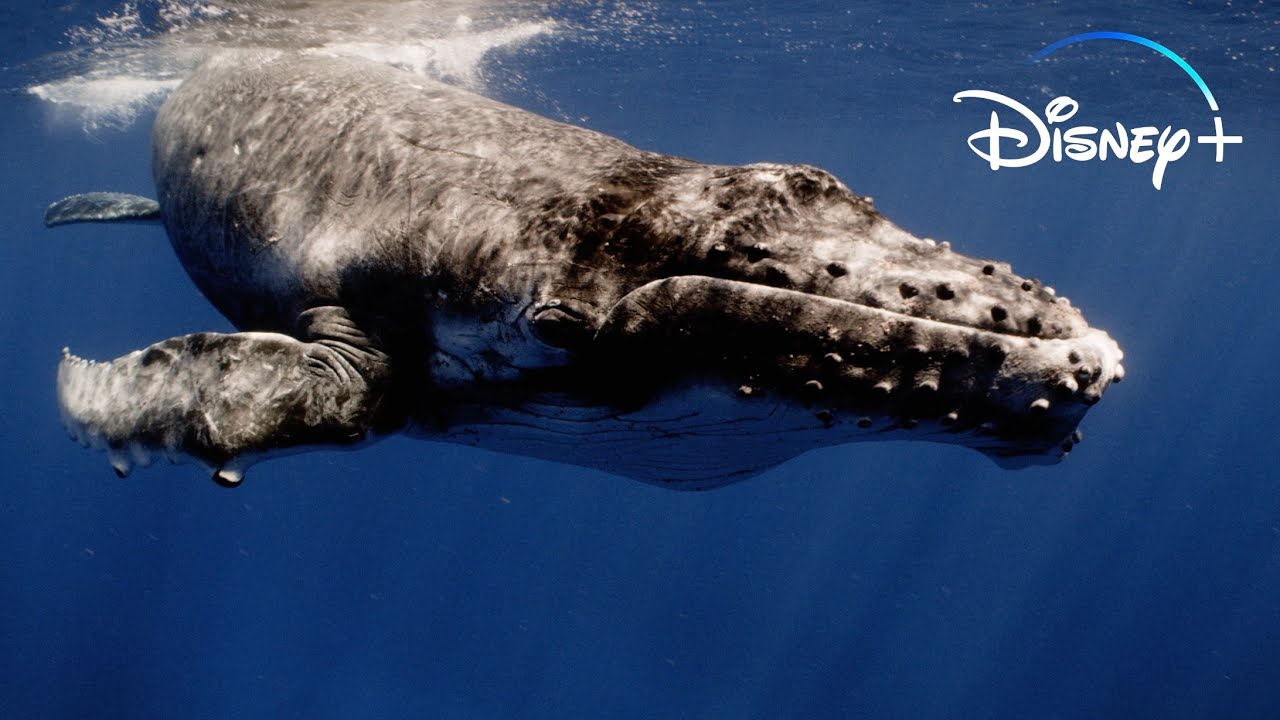 Discover | Secrets of the Whales | Disney+ - Dive into Secrets of the Whales, a Disney+ Original Series. From National Geographic, executive producer James Cameron, and narrated by Sigourney Weaver.