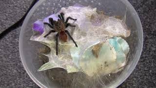 New sonic nom  Chromatopelma cyaneopubescens