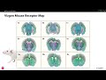 Vizgens merfish mouse brain receptor map singlecell analysis with spatial context