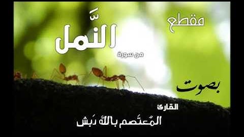 من سورة النمل ... القارئ المعتصم بالله دبش ... مقام البياتي والكرد ... تلاوة من صلاة الجمعة 5/5/2017
