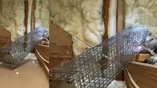 Animal Control Service | Spring Tx | Cypress Critters and Pests