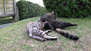 先輩猫から毛繕いを教えてもらう新入り子猫