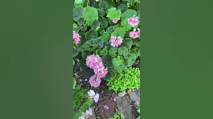 A Quick Look at the Backyard: Part 1