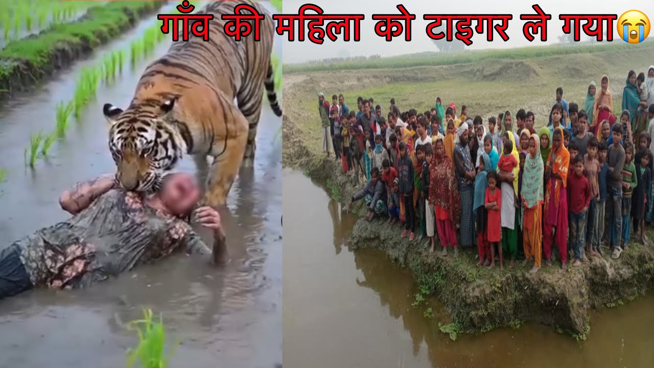 Village in the middle of dense forests😱Tiger Attack Girl In The Forest | Pilibhit Tiger In Village