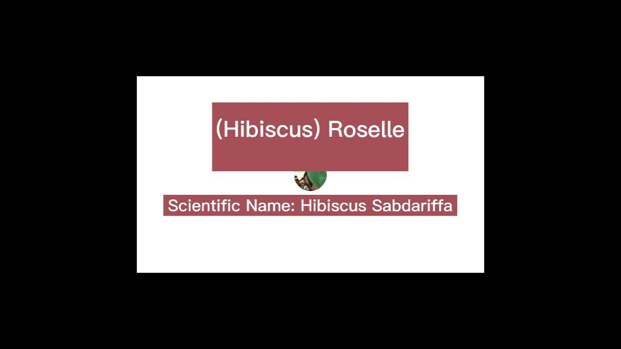 Health Benefits of Roselle Juice YouTube