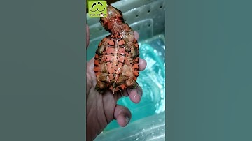 Rùa lá mata đỏ đẹp 7cm tại Ú Ù P.S