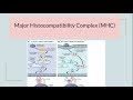 Major Histocompatibility Complex (MHC)/ HLA complex