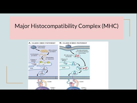 মেজর হিস্টোকম্প্যাটিবিলিটি কমপ্লেক্স (MHC)/ HLA কমপ্লেক্স