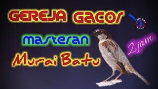 GEREJA GACOR MASTERAN MURAI BATU JAWARA