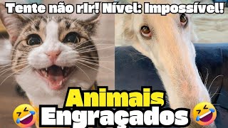 OS MOMENTOS MAIS ENGRAÇADOS DOS ANIMAIS EM 2024! DESAFIO TENTE NÃO RIR!