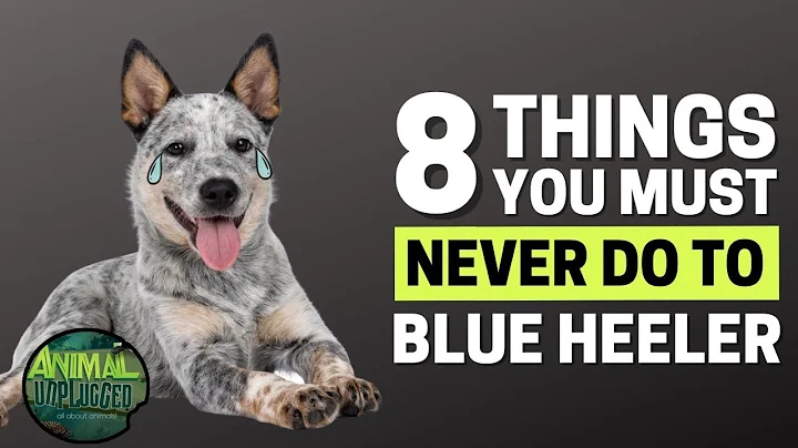 8 Things You Must Never Do to Your Blue Heeler