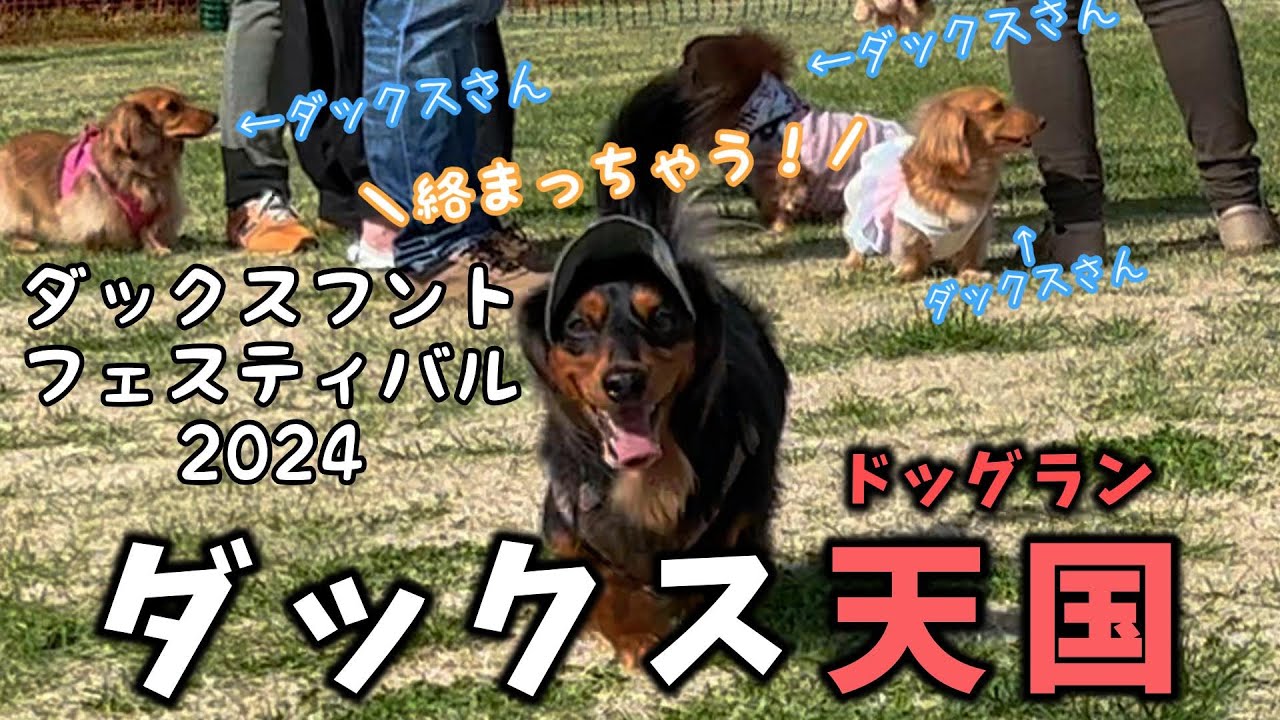 【胴長短足】ダックスフントフェスティバル2024に参加してきました！【かわいいがいっぱい】