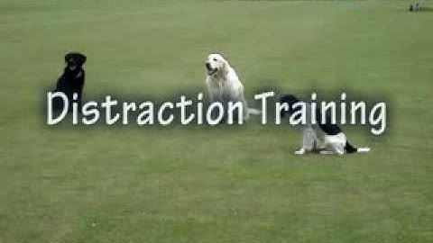 Gundog Training - distraction with dummies