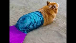 Try Not to Laugh  Corgi Beach Day