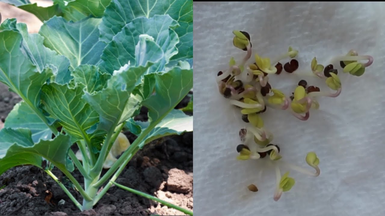 THE FASTEST WAY TO GROW COLLARD GREENS NOBODY TALKS ABOUT YouTube THE FASTEST WAY TO GROW COLLARD GREENS NOBODY TALKS ABOUT YouTube