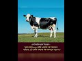 এক বৈবাহিক পুরুষ লিখেছেন.... #islamicreminder #halalvideo #eidmubarak #eidaladha #cow #mostakim