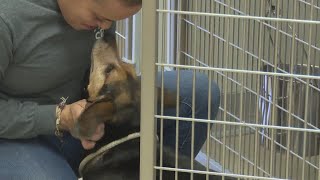 Norfolk SPCA to experience extended wait times due to staffing shortage