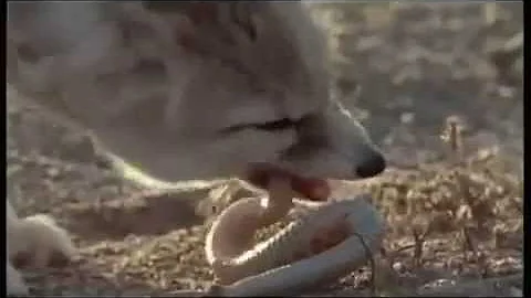 ¿Qué mata a un zorro fennec?