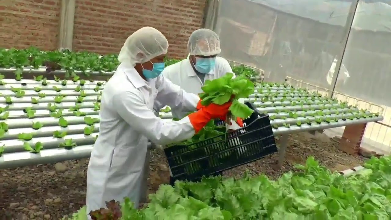Manejo poscosecha de lechuga hidroponíca