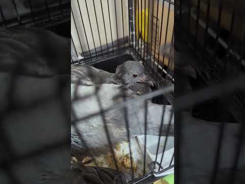 Update on baby pigeons from the nest on our roof