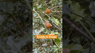 Robins - Freddy &amp; Freida. #freddytherobin #fredtherobin #freidatherobin #robin #squirrel