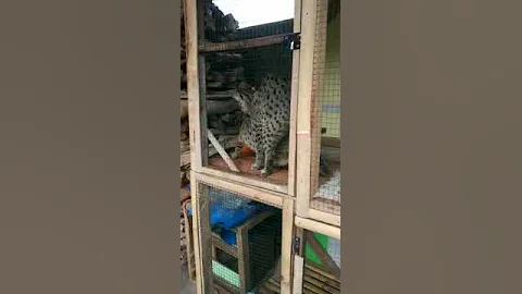Watch the video about Asian leopard cat pure project breeding