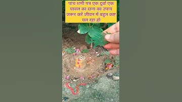 जब जीवन में कष्ट ही कष्ट हो तो करें यह बेल पत्र और शमी पत्र उपाय | प्रदीप मिश्रा जी  शिव उपाय#शॉट्स