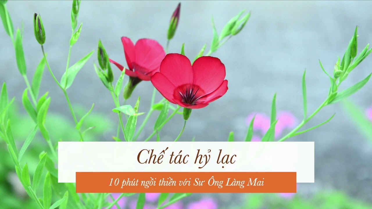 Quán chiếu Chế tác Hỷ Lạc - 10 Phút ngồi thiền với Sư Ông Làng Mai