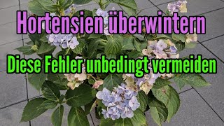 HORTENSIEN überwintern - Die häufigsten FEHLER unbedingt vermeiden bei der Überwinterung Hydrangea