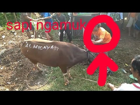 Sapi Ngamuk ||idul Adha